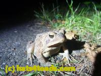 /home//u458753944/public_html/sourcegallery//Toads/P11/P1100067.JPG