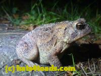 /home//u458753944/public_html/sourcegallery//Toads/P11/P1100071.JPG