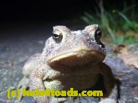 /home//u458753944/public_html/sourcegallery//Toads/P11/P1100072.JPG