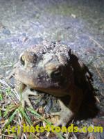 /home//u458753944/public_html/sourcegallery//Toads/P11/P1100074.JPG