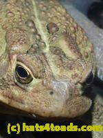 /home//u458753944/public_html/sourcegallery//Toads/P11/P1100175.JPG