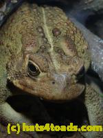 /home//u458753944/public_html/sourcegallery//Toads/P11/P1100176.JPG
