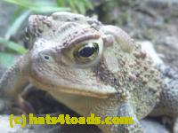 /home//u458753944/public_html/sourcegallery//Toads/P11/P1100179.JPG