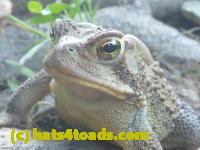 /home//u458753944/public_html/sourcegallery//Toads/P11/P1100180.JPG