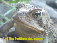 /home//u458753944/public_html/sourcegallery//Toads/P11/P1100181.JPG