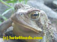 /home//u458753944/public_html/sourcegallery//Toads/P11/P1100182.JPG