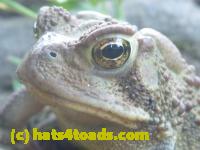 /home//u458753944/public_html/sourcegallery//Toads/P11/P1100183.JPG