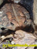 /home//u458753944/public_html/sourcegallery//Toads/P11/P1100264.JPG