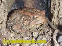 /home//u458753944/public_html/sourcegallery//Toads/P11/P1100267.JPG
