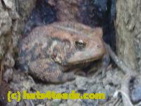 /home//u458753944/public_html/sourcegallery//Toads/P11/P1100268.JPG