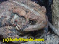 /home//u458753944/public_html/sourcegallery//Toads/P11/P1100269.JPG