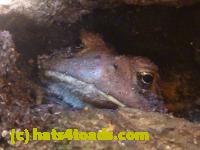 /home//u458753944/public_html/sourcegallery//Toads/P11/P1100298.JPG
