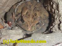 /home//u458753944/public_html/sourcegallery//Toads/P11/P1100307.JPG