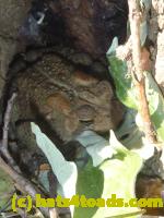 /home//u458753944/public_html/sourcegallery//Toads/P11/P1100331.JPG