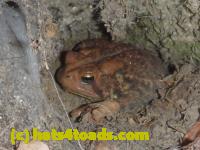 /home//u458753944/public_html/sourcegallery//Toads/P11/P1100352.JPG