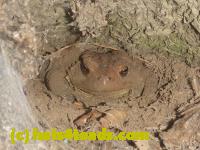 /home//u458753944/public_html/sourcegallery//Toads/P11/P1100415.JPG