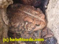 /home//u458753944/public_html/sourcegallery//Toads/P11/P1100479.JPG
