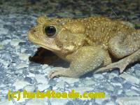 /home//u458753944/public_html/sourcegallery//Toads/P11/P1120037.JPG