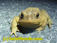 /home//u458753944/public_html/sourcegallery//Toads/P11/P1120040.JPG