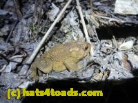/home//u458753944/public_html/sourcegallery//Toads/P11/P1120041.JPG