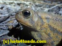 /home//u458753944/public_html/sourcegallery//Toads/P11/P1120043.JPG