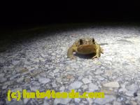 /home//u458753944/public_html/sourcegallery//Toads/P11/P1120046.JPG
