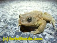 /home//u458753944/public_html/sourcegallery//Toads/P11/P1120056.JPG