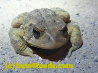 /home//u458753944/public_html/sourcegallery//Toads/P11/P1120064.JPG