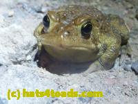 /home//u458753944/public_html/sourcegallery//Toads/P11/P1120067.JPG