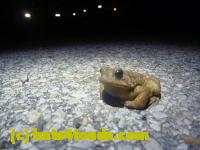 /home//u458753944/public_html/sourcegallery//Toads/P11/P1120069.JPG