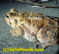 /home//u458753944/public_html/sourcegallery//Toads/P11/P1120074.JPG