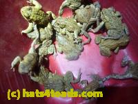 /home//u458753944/public_html/sourcegallery//Toads/P11/P1120093.JPG