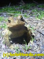 /home//u458753944/public_html/sourcegallery//Toads/P11/P1120183.JPG