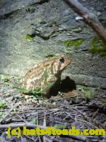 /home//u458753944/public_html/sourcegallery//Toads/P11/P1120186.JPG