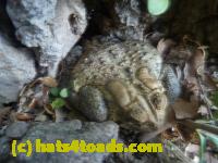 /home//u458753944/public_html/sourcegallery//Toads/P11/P1120405.JPG