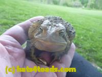 /home//u458753944/public_html/sourcegallery//Toads/P11/P1120407.JPG