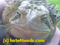 /home//u458753944/public_html/sourcegallery//Toads/P11/P1120410.JPG