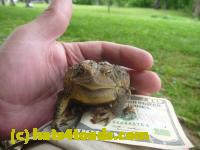 /home//u458753944/public_html/sourcegallery//Toads/P11/P1120429.JPG