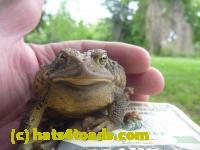 /home//u458753944/public_html/sourcegallery//Toads/P11/P1120430.JPG