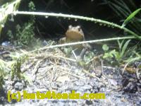 /home//u458753944/public_html/sourcegallery//Toads/P11/P1120448.JPG