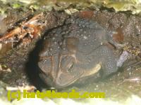 /home//u458753944/public_html/sourcegallery//Toads/P11/P1120452.JPG