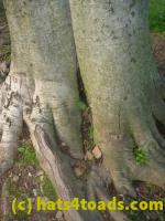 /home//u458753944/public_html/sourcegallery//Toads/P11/P1120453.JPG