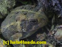/home//u458753944/public_html/sourcegallery//Toads/P11/P1120586.JPG