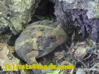 /home//u458753944/public_html/sourcegallery//Toads/P11/P1120587.JPG