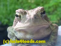 /home//u458753944/public_html/sourcegallery//Toads/P11/P1120589.JPG