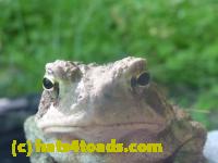 /home//u458753944/public_html/sourcegallery//Toads/P11/P1120590.JPG