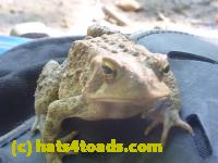 /home//u458753944/public_html/sourcegallery//Toads/P11/P1120592.JPG