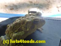 /home//u458753944/public_html/sourcegallery//Toads/P11/P1120593.JPG