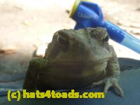 /home//u458753944/public_html/sourcegallery//Toads/P11/P1120594.JPG