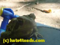 /home//u458753944/public_html/sourcegallery//Toads/P11/P1120595.JPG
